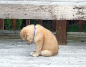 SadPuppy